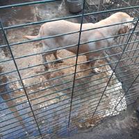 Labrador originale femmina miele