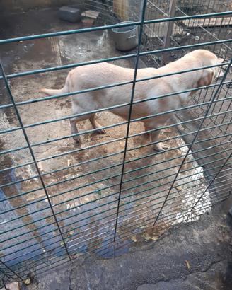 Labrador originale femmina miele