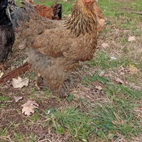 Brahma