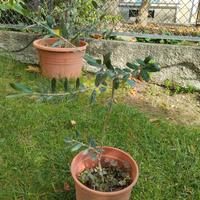 albero ulivo