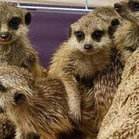 Baby suricata