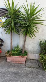 piante yucca 