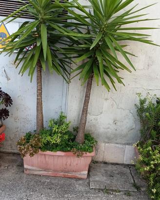 piante yucca 