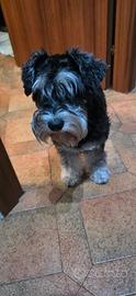 Schnauzer nano femmine 550