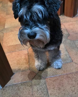 Schnauzer nano femmine 550