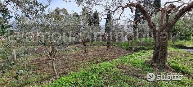 Terreno 1300 mq in parte edificabile Piedimonte - Vista 2