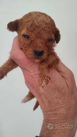 Barboncino albicocchina