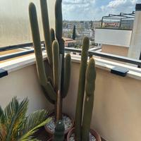 Cactus dalla coda rossa 160 cm espostoa/vatricania
