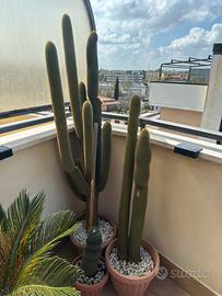 Cactus dalla coda rossa 160 cm espostoa/vatricania