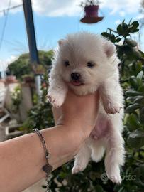 Cuccioli di spitz pomerania nano
