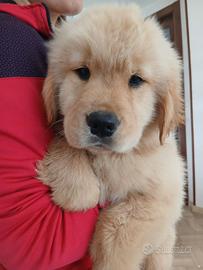 Golden retrievr americani