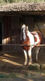 Cavallo