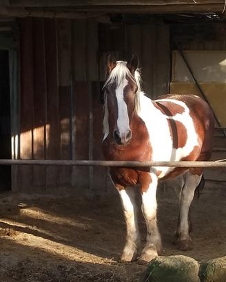 Cavallo