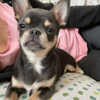 Chihuahua pelo corto disponibile per monta