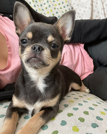 Chihuahua pelo corto disponibile per monta