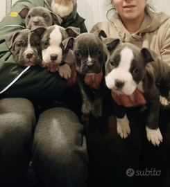 Cuccioli american bully