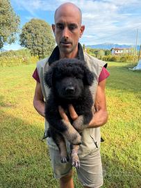 Cuccioli di Pastore Belga X Lagorai (solo maschi)