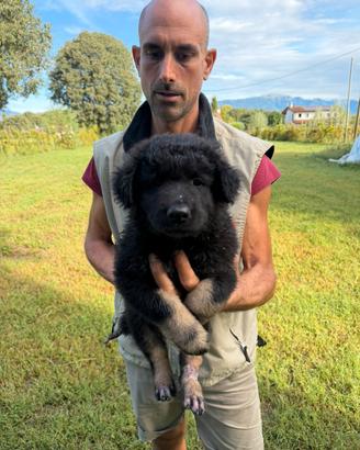 Cuccioli di Pastore Belga X Lagorai (solo maschi)
