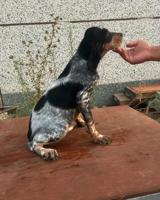 Cucciola di setter inglese