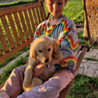 Cucciolo maschio di golden retriever linea america