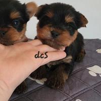 Yorkshire terrier maschio puro