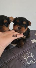 Yorkshire terrier maschio puro