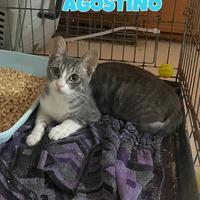 Agostino gattino bianco grigio di tre mesi