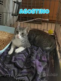 Agostino gattino bianco grigio di tre mesi