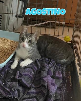 Agostino gattino bianco grigio di tre mesi