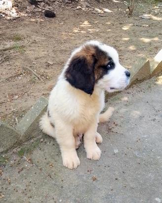 Cuccioli di san Bernardo
