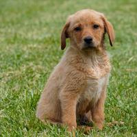 Cuccioli di Labrador Allevamento professionale