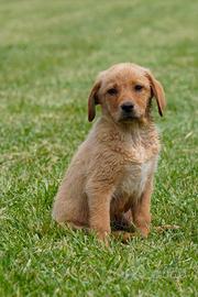 Cuccioli di Labrador Allevamento professionale