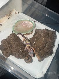 Geco leopardino