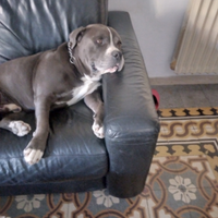Maschio di American Bully per cucciolata