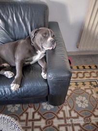 Maschio di American Bully per cucciolata