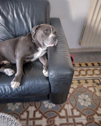 Maschio di American Bully per cucciolata