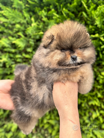 Cucciolo di pomerania