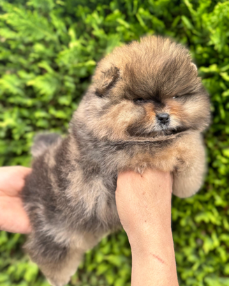 Cucciolo di pomerania