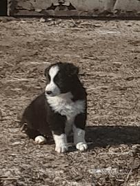 Cuccioli Border Collie