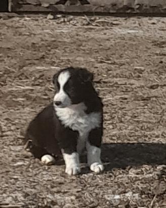 Cuccioli Border Collie