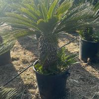 Piante di cycas