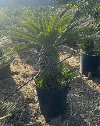Piante di cycas