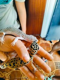 Gechi leopardini