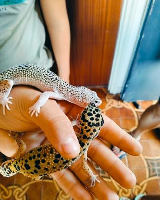 Gechi leopardini