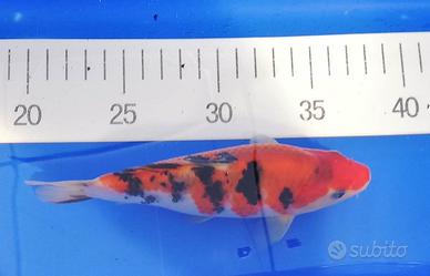 Carpa Koi Taisho Sanke
