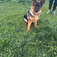 Cucciola di Pastore Tedesco