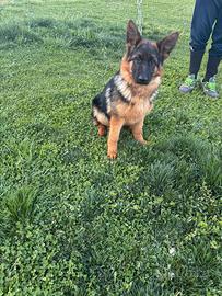 Cucciola di Pastore Tedesco