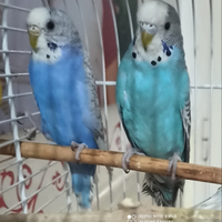 Femmine di cocorite di circa 4 mesi