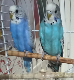 Femmine di cocorite di circa 4 mesi