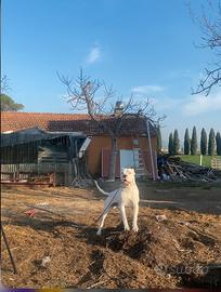 Dogo argentino per monta